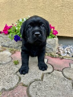 Labradorský Retriever s PP