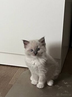 Ragdoll koťátka