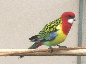 Prodám rosela pestrá nádherná