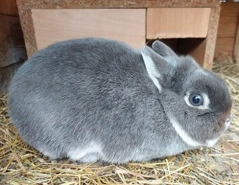 Zakrslý bílopesíkatý králík samice