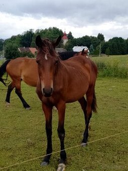 WPBr  fešák pro radost