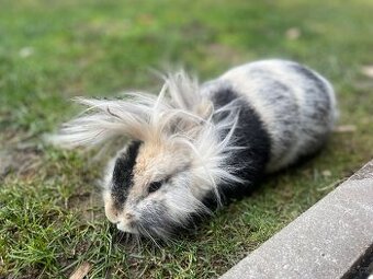 Zakrsly kralik 1 rok stary