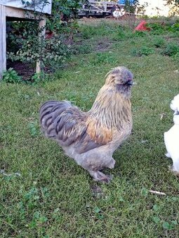 Kohout hedvábnička USA saténka