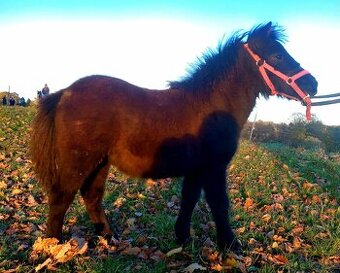 Zadám letošní klisničku WPB