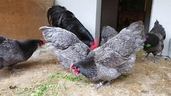 Australka modrá s lemy 🥚🐣 (násadová vejce i kuřátka)