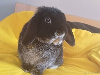 Volný Sameček Anglický Zakrslý Beránek MiniLop🤍