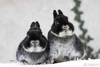 Bílopesíkatí králíčci - 1