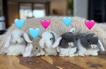 Minilop - zakrslý beránek - mláďata k rezervaci - 1