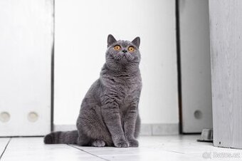 Britská kočička s PP