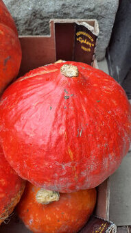 Máslová dýně Hokkaido + obr. dýně zahradní semínka