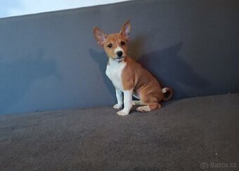 Basenji - štěňata bez pp