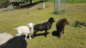 Prodám jehňata ovce ouessantské