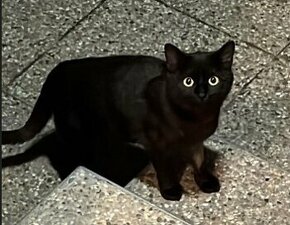 Černá devítiměsíční kočička