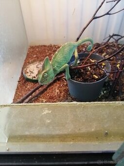 Chameleon jemensky