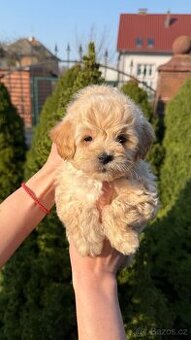 Maltipoo