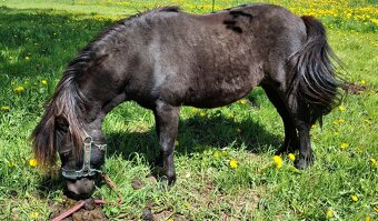 Pony