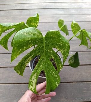 Monstera Mint - 1
