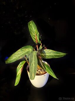 Stromanthe magic star