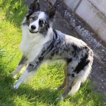 BLUE MERLE MODROOKÝ PES BORDER KOLIE 1 ROK