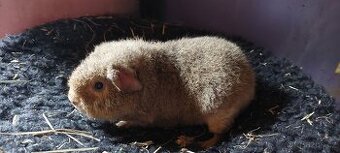 Us teddy