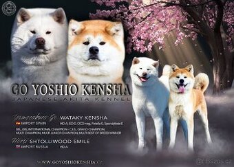 Štěňátka Akita inu s PP