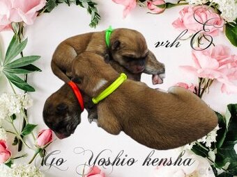 Štěňátka Akita inu s PP