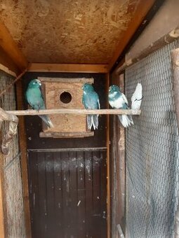 kakariky