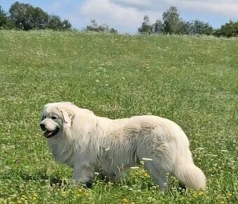 Chovateľská stanica na Starom mlynisku
