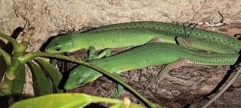 gastropholis prasina