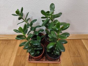 Tlustice vejčitá - crassula ovata