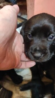 Prodám štěňata labradora