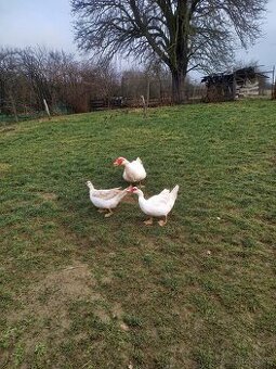 Prodám chovné kachny pižmové a kačera