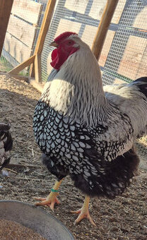 Wyandotka  velká KOHOUT
