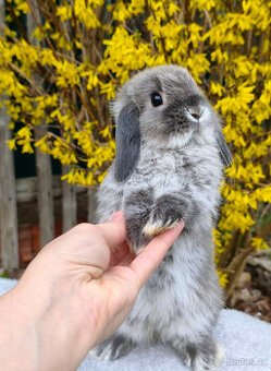 Zakrslý králíček MINILOP 💙