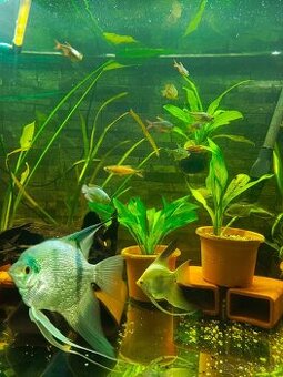 Bulgarian green pteroplyllum scalare