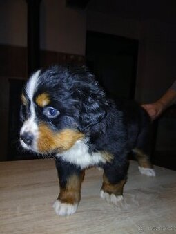 Fenka bernský salašnický pes