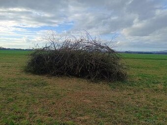 Hromada větví z jasanu na štěpku