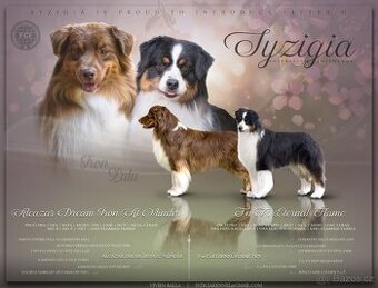 Australský ovčák s PP