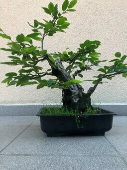 Bonsai, Bonsaj, habr obecný