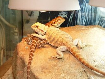 Agama vousatá (Pogona vitticeps)