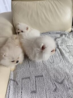 Pomeranian