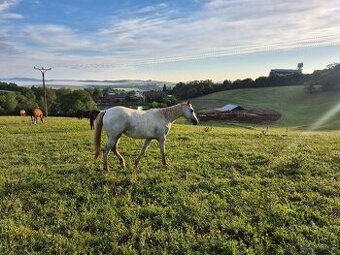 Appaloosa klisna