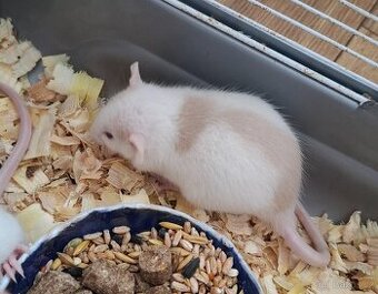 Potkan dumbo - samice