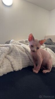 Koťe Sphynx
