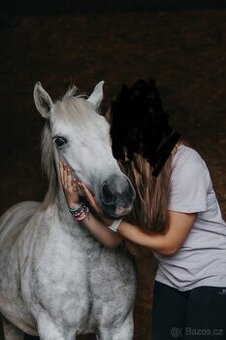 Pronájem pony kobylky