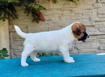 JACK RUSSELL TERIER - stenata s PP - 1