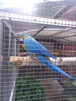 Ara Ararauna