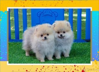 Pomeranian štěňátka s PP