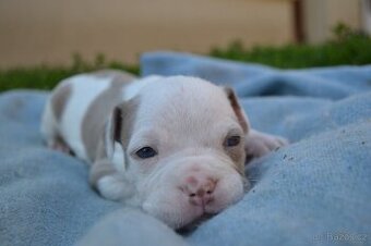American bully