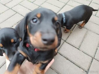 Prodám čistokrevné krátkosrsté jezevčíky - 1